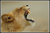 Tired Lioness - Kruger NP (South Africa)