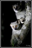 Bushbabies - Tembe Park (South Africa)