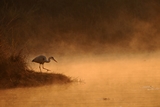 Hron de l'aube- Kruger Park