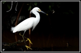 Snow white - Sanibel Island ( Florida)