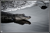 Waiting for the kill - Myakka river (Florida)