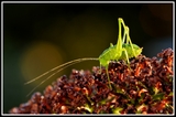 Hopper - My garden (Belgium)