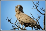 In the eye - Kruger NP(South Africa)