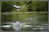 The great escape - Kruger park (South Africa)