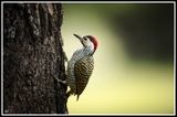 Toc toc- Kruger Park (South Africa)