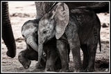 Playfully -Addo NP (South Africa)