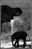 Shower - Addo NP (South Africa)