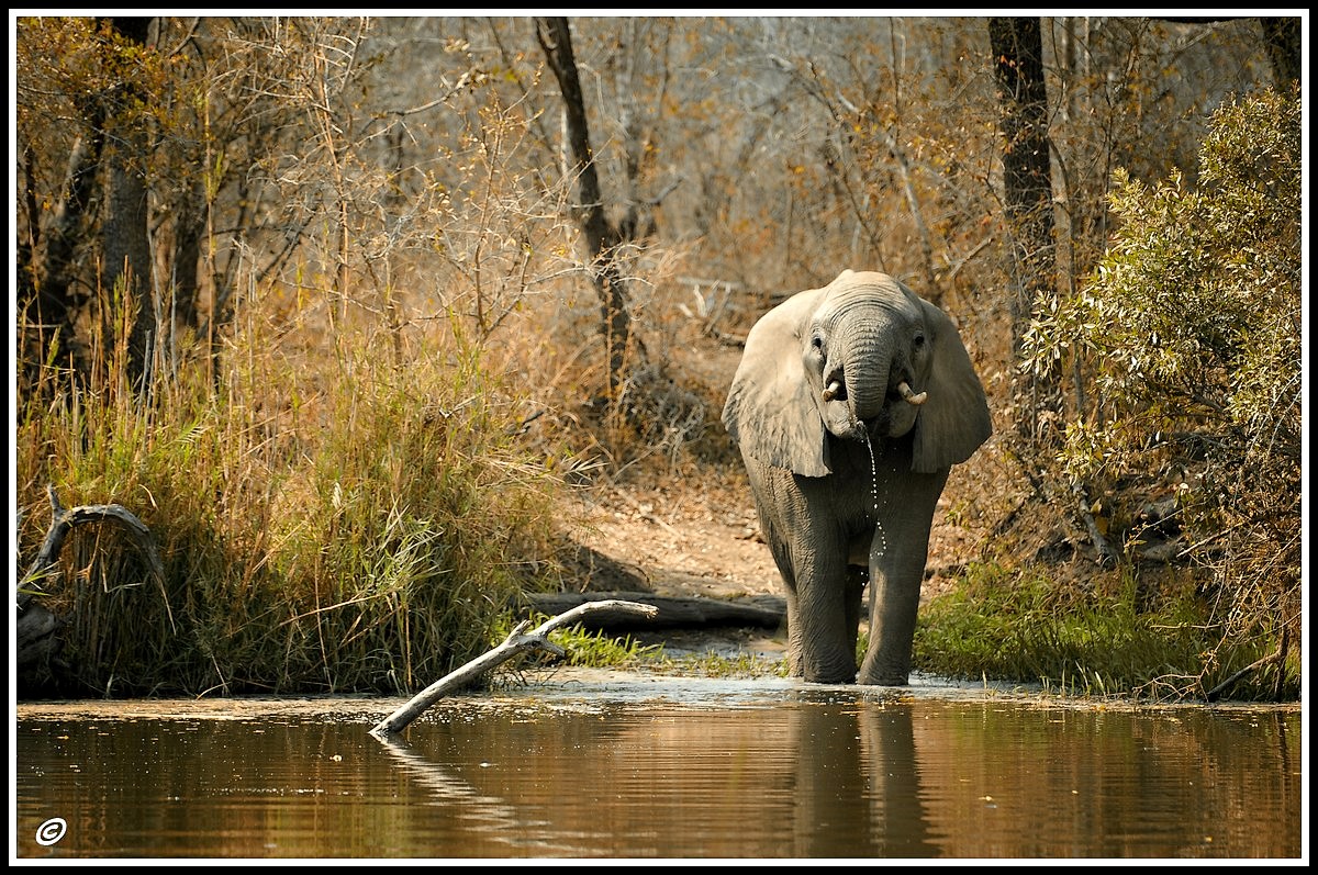 Drinking time - Lake panic (South Africa)