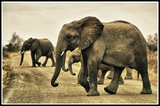 Crossing - Kruger park (South Africa)