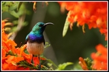 Colors explosion (Sunbird) - Hluhluwe (South Africa))