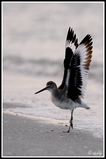 Ballet willet - Sanibel beach (Florida)