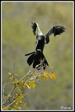 Wet landing (African darter) - Kruger NP (South Africa)