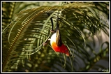 Red headed weaver - Sabi Sands (South Africa)