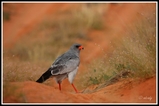 Prince of the Kalahari (Pale chanting goshawk) - KTP (South Africa)