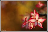 Impala lilies - Kruger NP (South Africa)