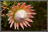 Protea - Tsitsikamma NP (South Africa)