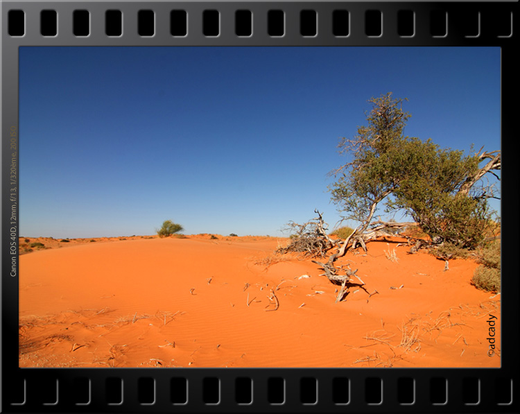 dunes kgalagadi