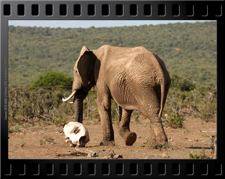 elephant skull Addo