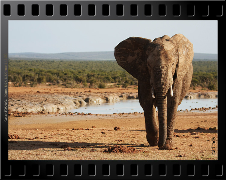 Elephant Addo