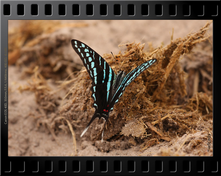 tembe butterfly