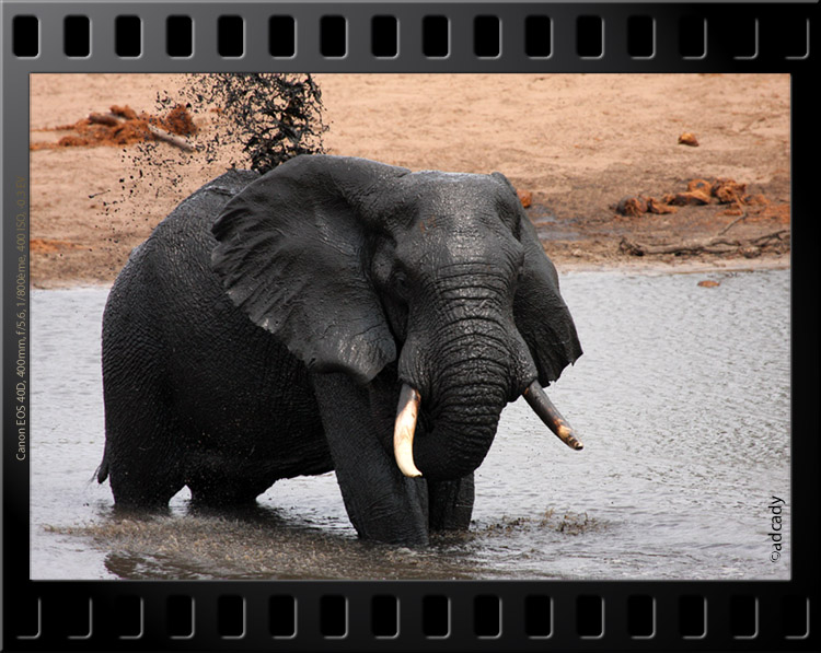 tembe elephant mahasela