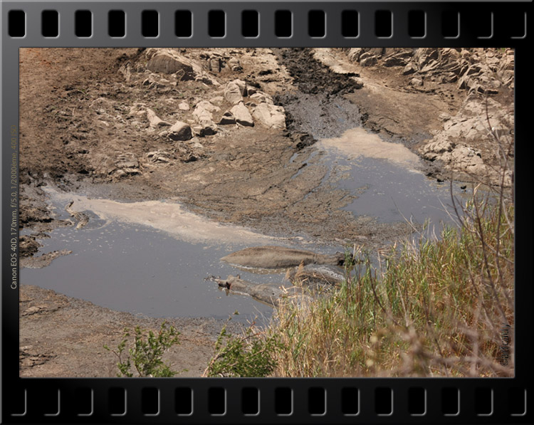 Orpen dam hippos kruger