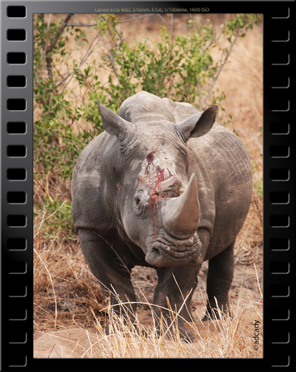 rhinoceros sabie sand