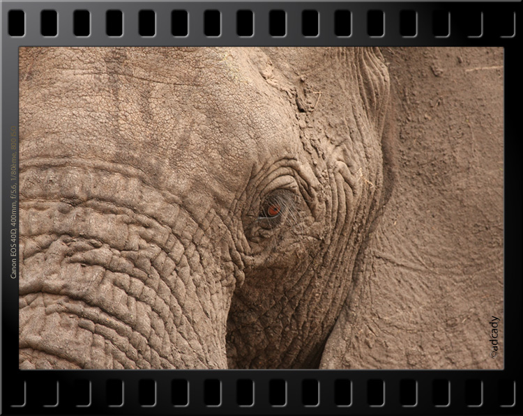 elephant close-up