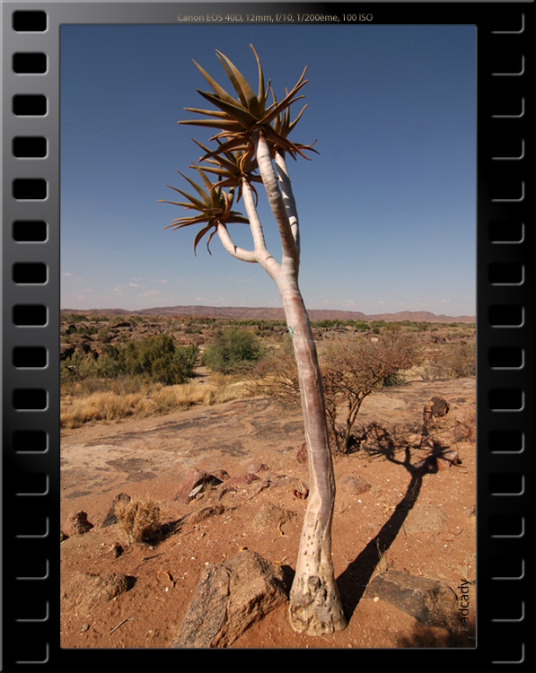 quiver tree augrabies