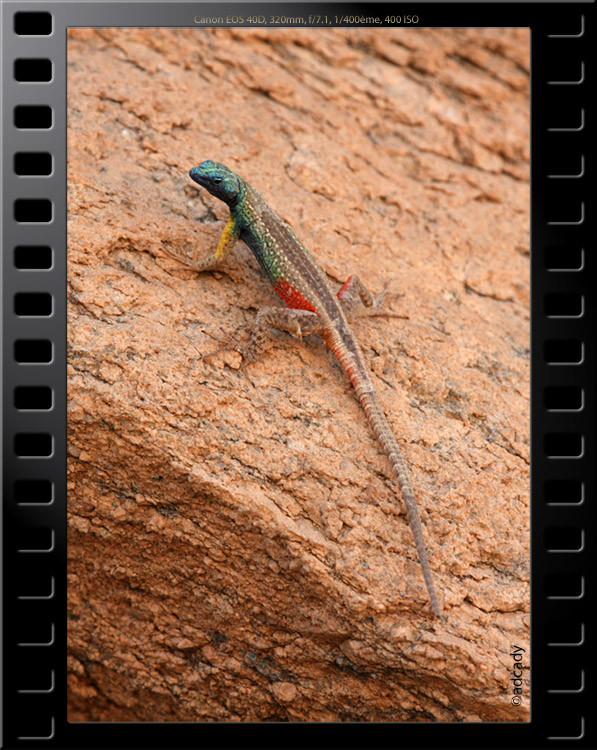 augrabies lizard