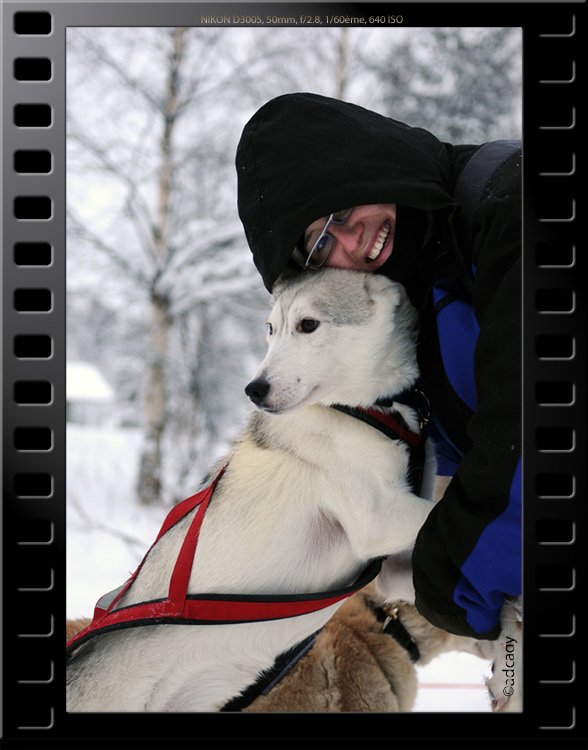 husky  lapland