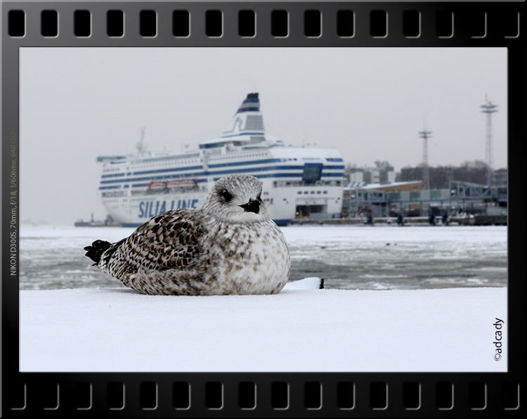 seagull helsinki port